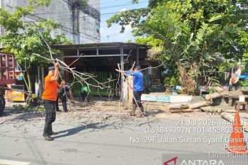 Cuaca ekstrem mengintai, BPBD Pekanbaru imbau warga waspadai pohon tumbang
