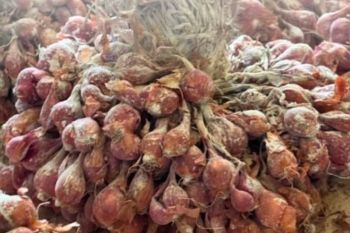 BBRMP Maluku kembangkan benih bawang merah varietas Tajuk di Maluku Tengah