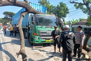 Polisi gerak cepat mengevakuasi pohon tumbang di Jalur Pantura Pati