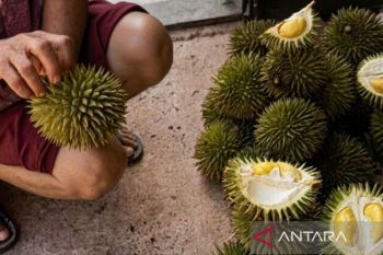 Dishut Kaltim gencarkan transfer teknologi budidaya durian Kelinjau