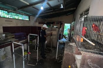 Polda Maluku dalami dugaan kepemilikan 57 burung dilindungi
