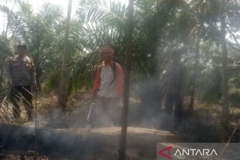 BPBD OKU padamkan kebakaran 1,5 hektare lahan sawit di Lubuk Batang