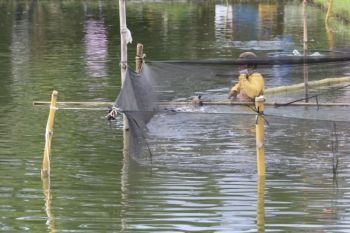 Pemprov Lampung berupaya hidupkan kembali Sentra Udang Dipasena