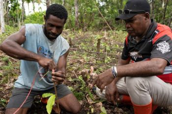 Pelatihan kakao perkuat kapasitas petani dan koperasi di Raja Ampat
