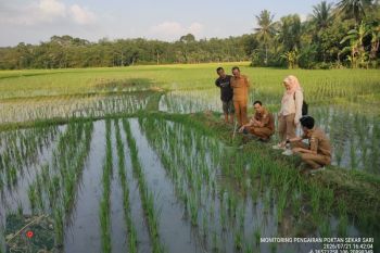 Atasi dampak kekeringan, Distan Lebak terjunkan POPT dan PPL
