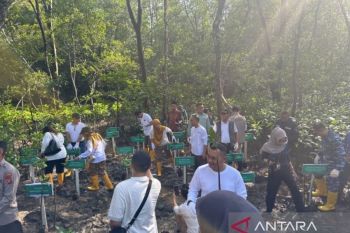 Pemprov Kaltim tanam 12.000 bibit mangrove di Pantau Lamaru Balikpapan