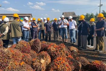 RPN dan BPDP kolaborasi meningkatkan kualitas TBS sawit petani