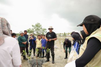 Hari Mangrove Sedunia, Bintan Resorts bersama warga pesisir tanam 1.000 bibit mangrove