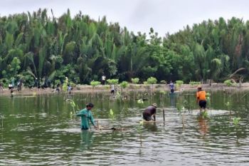Adindo Hutani Lestari, Pemkab Tana Tidung dan Warga Desa Bebatu Selamatkan Masa Depan Pesisir