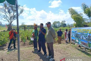 Distan Jayawijaya sebut program ketahanan pangan fokus cetak sawah rakyat