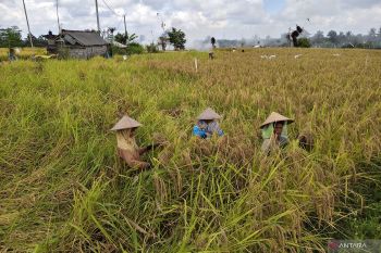 Bapanas: Akselerasi penyusunan proyeksi neraca pangan penting untuk stabilisasi pasokan