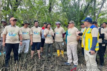 Pertamina tanam 10.000 Mangrove di Sungai Rengas Kubu Raya