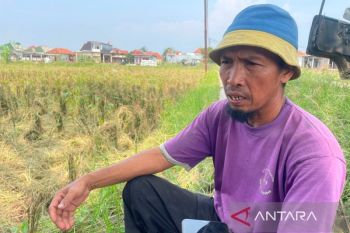 Petani di Cirebon sebut harga gabah masih menguntungkan usai panen