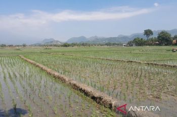 Petani di Cirebon mulai terapkan PMAAS demi tingkatkan produktivitas