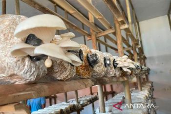 Lapas Indramayu latih warga binaan kembangkan budidaya jamur lewat program kemandirian