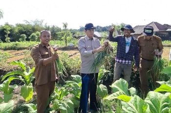Wabup Lombok Tengah mendukung tumpang sari bawang di lahan tembakau