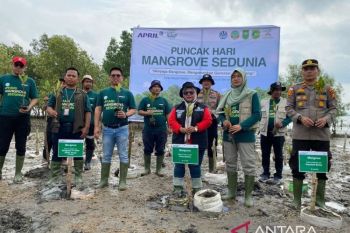 Perkuat upaya pelestarian Mangrove di Kepulauan Meranti, RAPP dukung gerakan nasional Hari Mangrove Sedunia 2026