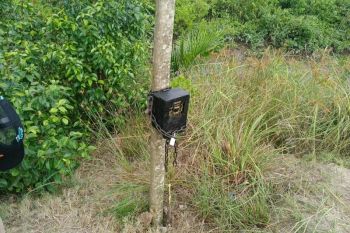 Tindaklanjuti kemunculan harimau di Inhil, BB KSDA Riau pasang kamera trap