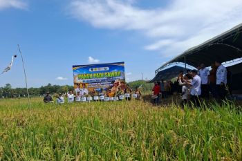 Kelompok Tani Desa Masingai II panen perdana di lahan CSR
