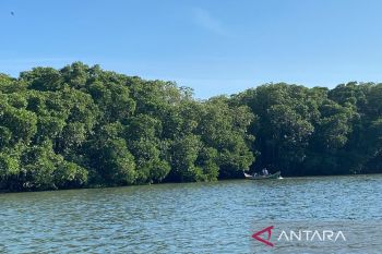 Mangrove, benteng dan penopang hidup di pesisir Kuri Caddi