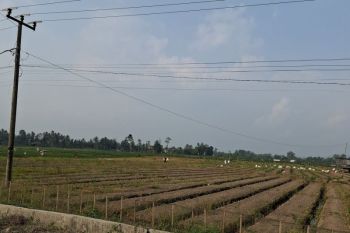 Lampung dapat bantuan bibit kembangkan kawasan cabai seluas 83 hektare