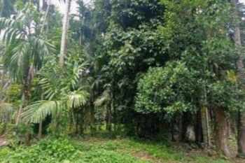 Potensi agroforestri Salibutan masuk pasar karbon sekaligus peluang pendapatan warga
