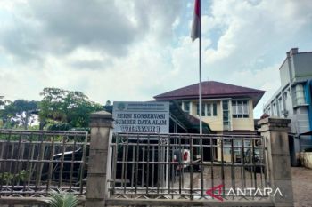 KSDA Rejang Lebong ingatkan perdagangan kelinci sumatra sebagai ilegal