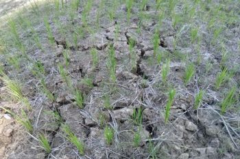 Pemkab fungsikan pompa brigade pangan atasi sawah kering di Aceh Jaya
