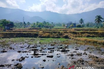 Pemkab Agam usulkan 180 hektarerehabilitasi sawah terdampak bencana