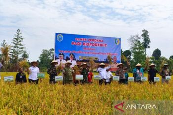 Nabire kembangkan padi biofortifit dukung ketahanan pangan