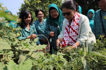 TP PKK Kulon Progo perkuat ketahanan pangan keluarga