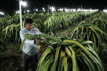 OJK: Perbankan tambah penyaluran kredit optimalkan PED di Kalimantan Tengah