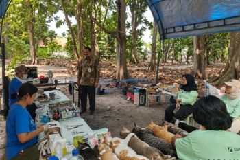 Kepulauan Seribu kendalikan populasi kucing lewat sterilisasi
