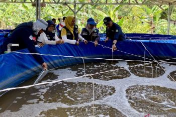 Budi daya ikan air tawar jadi andalan baru masyarakat di Pulau Karas