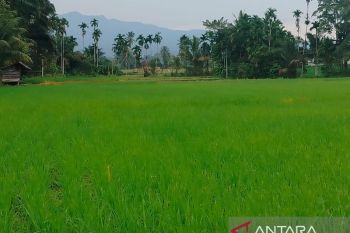 Produksi padi di Agam capai 77.612 ton selama enam bulan