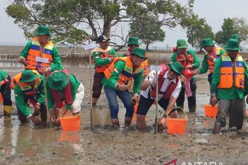 Sumsel optimalkan Kelompok Kerja Mangrove Daerah, cegah eksploitasi pesisir