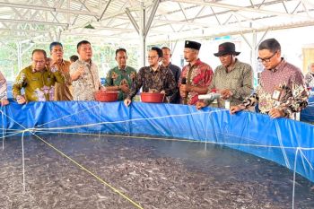 PLN Peduli salurkan program budi daya lele sistem  bioflok di Tulang Bawang Barat