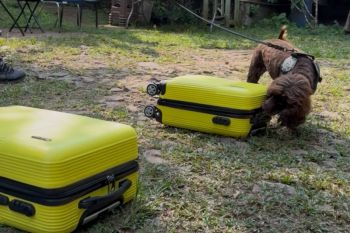 Endusan anjing pelacak nyalakan lentera konservasi di Lampung