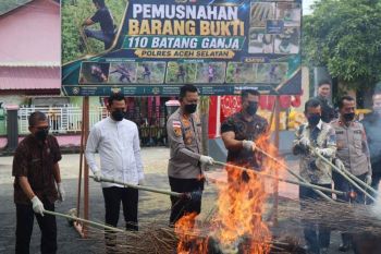Polres Aceh Selatan musnahkan 110 batang ganja