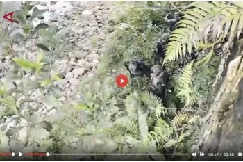 Bunuh warga sipil di Yahukimo, anggota OPM tewas ditembak TNI - VIDEO