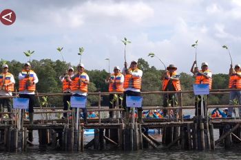 Kemen LH, KKP, dan Gubernur Bali tanam ribuan bibit mangrove