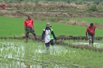 Zulhas sebut cetak sawah Merauke capai 1.200 hektare, panen Oktober
