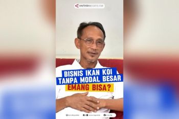 Bisnis ikan koi tanpa modal besar, emang bisa?