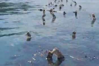 Pantai tiga desa di Semau Kabupaten Kupang terpapar tumpahan oli
