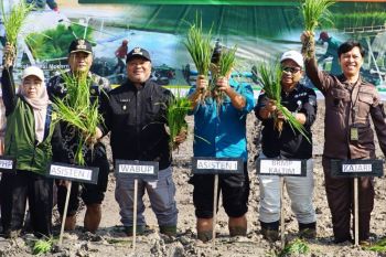 Berau cetak 2.000 hektare sawah untuk perkuat ketahanan pangan