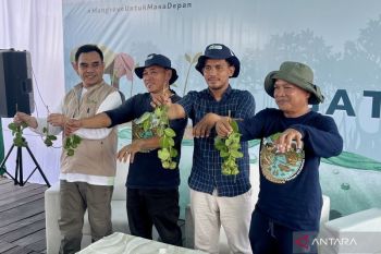 Petambak Sepatin diajak tanam mangrove memulihkan produktivitas tambak