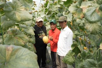 Bumkal Sumberharjo Prambanan Sleman sukses budi daya melon premium