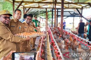 Pemkot Sorong berdayakan peternak OAP pasok telur program MBG