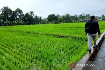 Kementan terapkan skema swakelola percepat cetak sawah di Papua Barat
