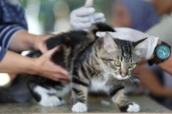 Jaksel sterilisasi 441 ekor kucing selama Juli untuk tekan populasi
